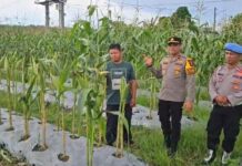 Dukung Asta Cita Presiden, Polres Balangan Tanam Jagung di Batumandi