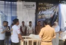 Berkaca dari Kontes Kambing, Supianor Dorong Agrowisata Berbasis Peternakan Dikembangkan di Balangan